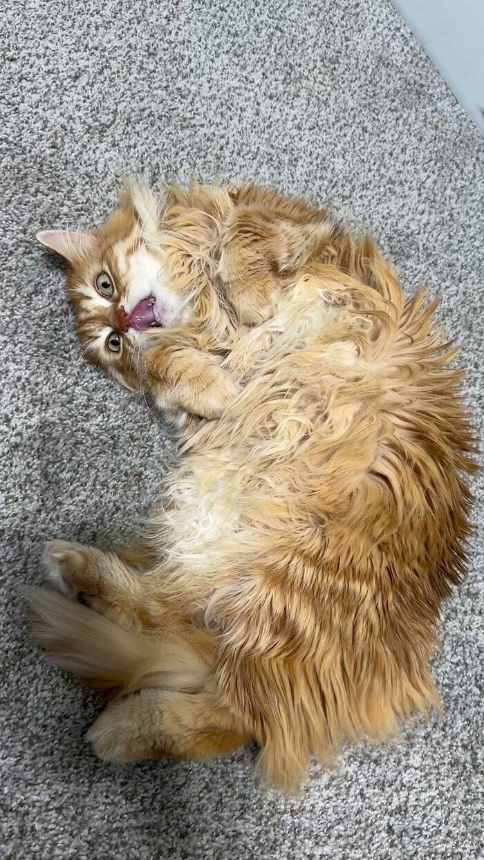 Fluffy orange cat playfully lying on carpet, a heartwarming adoption moment.