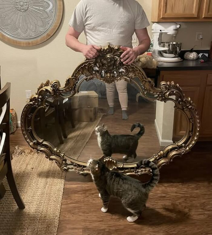 A cat curiously examines its reflection in an ornate, second-hand mirror while a person holds it up indoors.