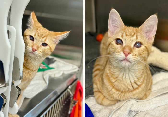 Two cute ginger kittens with curious expressions, embodying wholesome Christmas spirit indoors.