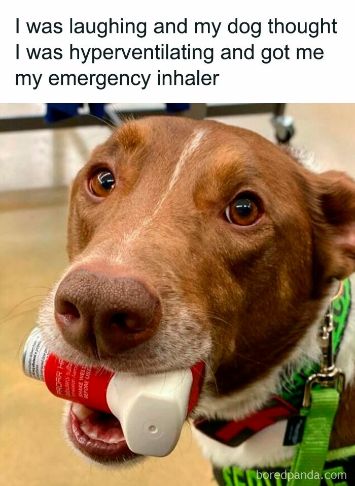 Service dog holding an emergency inhaler in mouth, showcasing wholesome kindness.