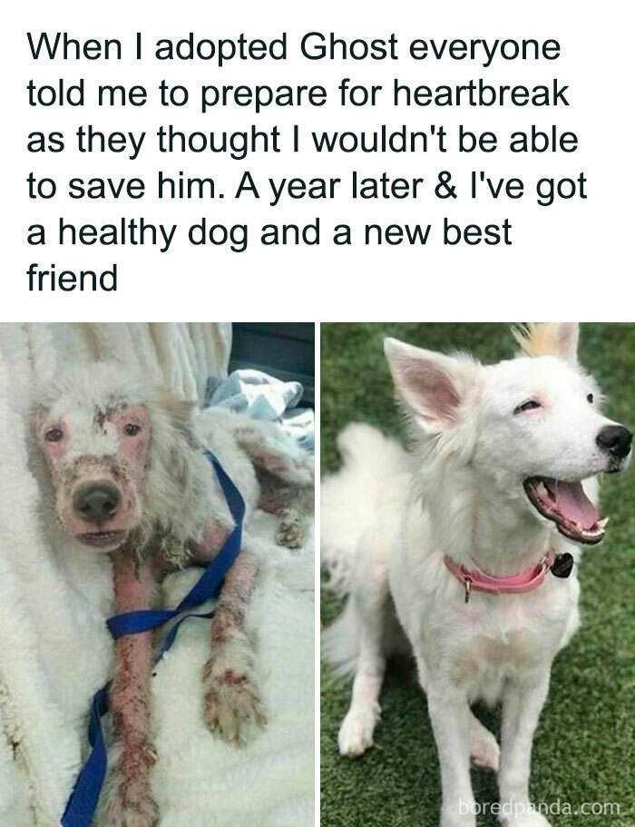 Before and after rescue dog transformation, showcasing wholesome-kindness-posts theme.