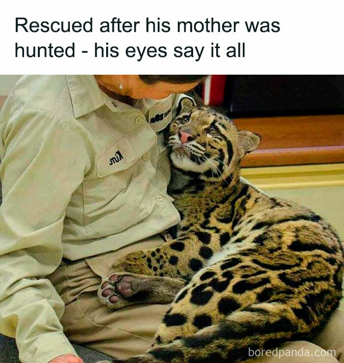 Person comforting a clouded leopard, highlighting wholesome kindness in wildlife rescue.