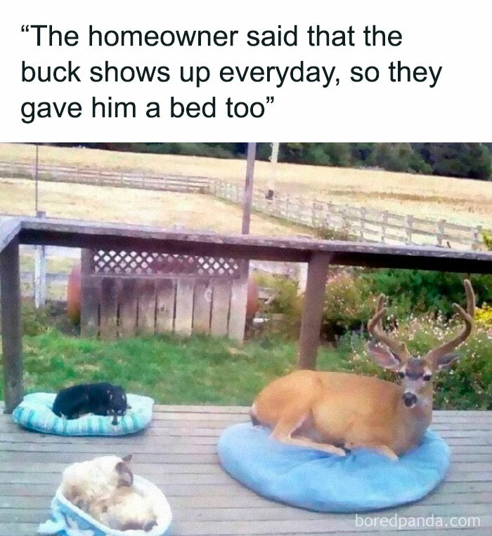 Deer resting on a porch bed alongside a dog and a cat, showcasing wholesome kindness.