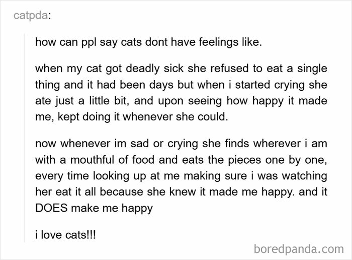 Text post about a cat with feelings, showing empathy by eating when owner is sad. Wholesome moments with pets.