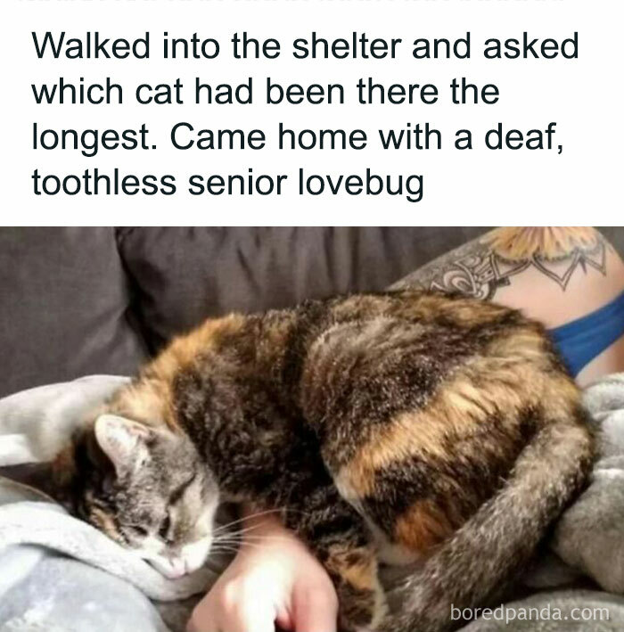 Senior cat sleeping on owner's arm, representing a wholesome moment brightening up the day.