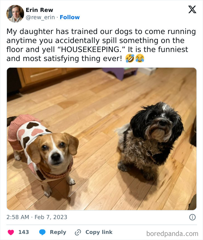 Two adorable dogs on a wooden floor, one in a cute sweater, looking up cheerfully. Wholesome moment indoors.