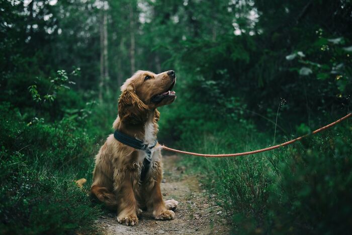 Golden retriever puppy sitting on a forest path, looking up while on a leash.