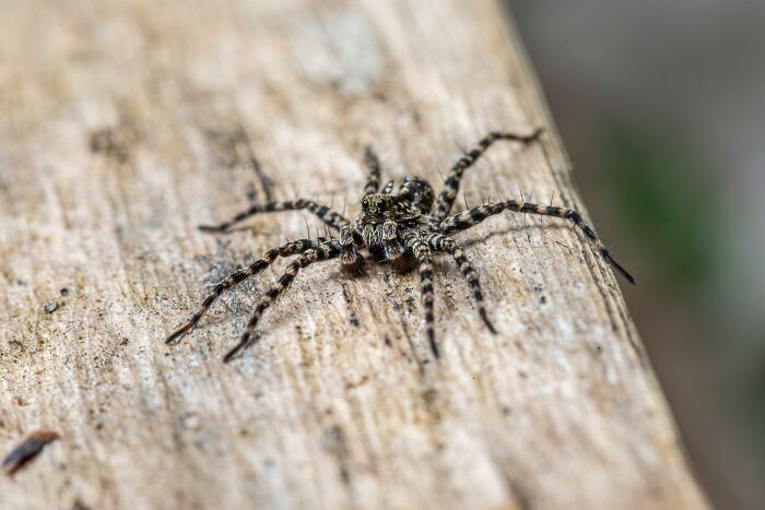 Close-up of a spider on wood, illustrating unexpected outcomes from a "You Up?" text.