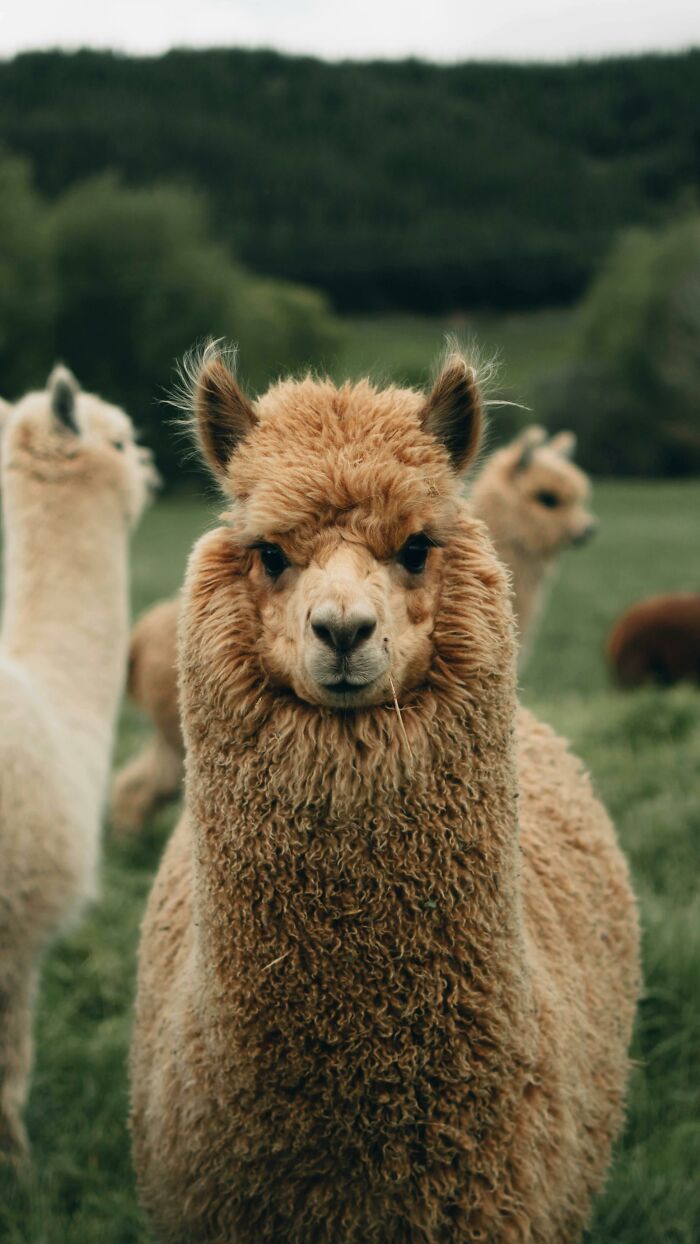 Curious alpaca in a field, looking directly at the camera, surrounded by lush greenery.