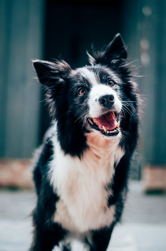 Black and white dog looking up with a happy expression.