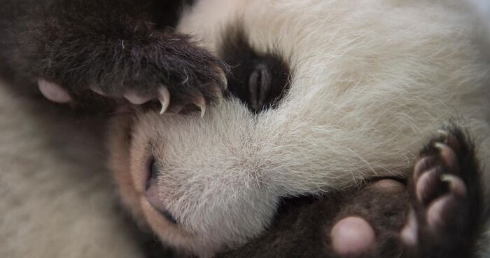 This Photographer Lived In Mud Huts, Wore A Panda Suit, And Changed How We See The World With Her Photos (20 Pics)