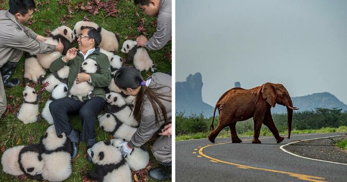 This Photographer Lived In Mud Huts, Wore A Panda Suit, And Changed How We See The World With Her Photos (20 Pics)