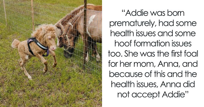 Woman Finds Abandoned Baby Horse, Brings Her Home Where She Makes A Miraculous Recovery