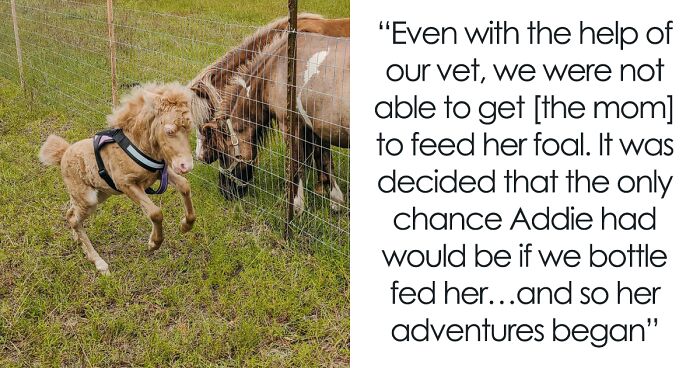 Woman Finds Abandoned Baby Horse, Brings Her Home Where She Makes A Miraculous Recovery