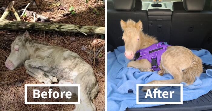 Woman Finds Abandoned Baby Horse, Brings Her Home Where She Makes A Miraculous Recovery