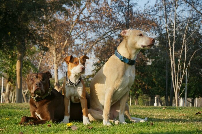 Three dogs sitting on grass in a park during autumn.