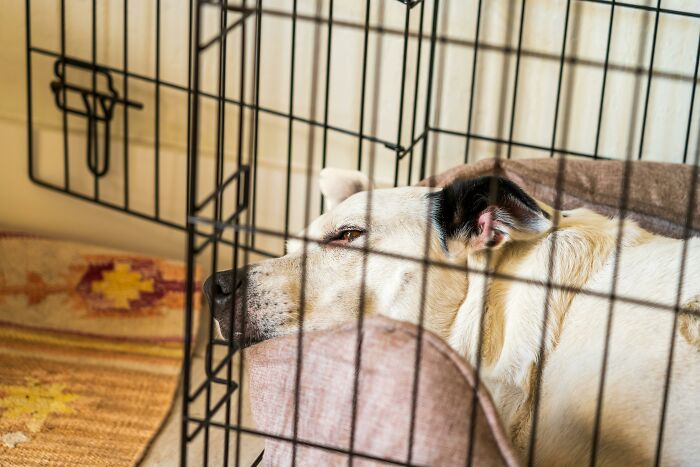 Dog resting in a crate during a family Christmas gathering.