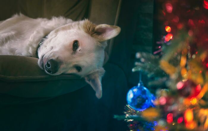 Dog lying on a couch near a decorated Christmas tree.