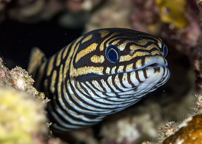 Striped eel peeking out from coral, showcasing wild sightings at sea.