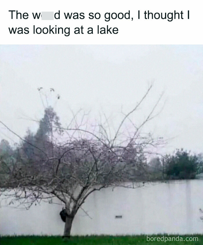 Tree growing sideways against a white wall, creating an optical illusion in a funny fail moment.