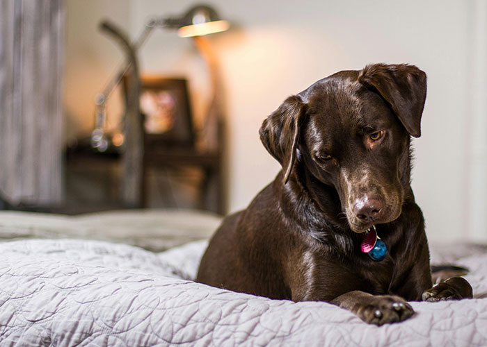 Chocolate Labrador lying on a bed, looking downwards, with a blurred background lamp—Christmas mishap scene.