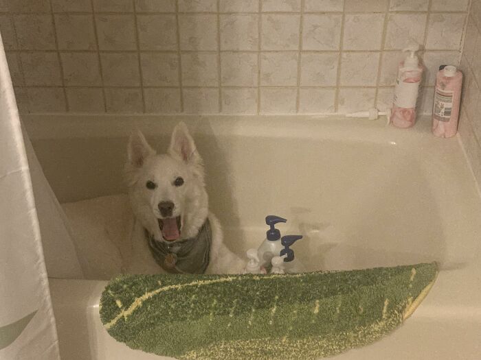 My Husband Couldn't Find The Dog This Morning To Take Her Out To Potty. After Some Searching, He Found Her Like This... At Almost 12 Years Old, She's Never Just Hung Out In The Tub Before. Lmao