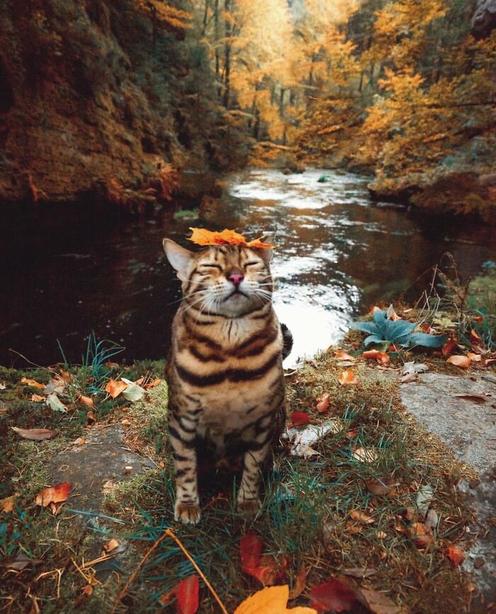 A cat with a leaf on its head sits by a river in autumn, surrounded by colorful foliage.