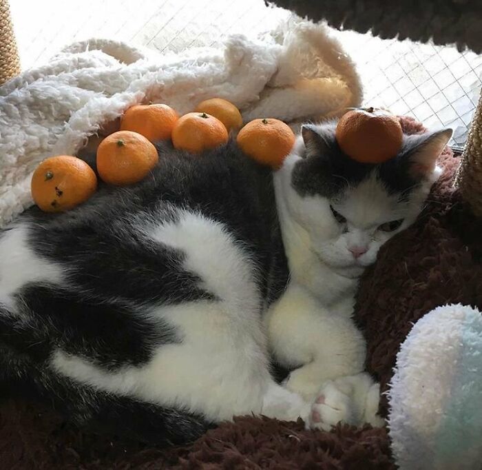 Cat with oranges placed on its back, resting on a cozy blanket for funny cat moments.