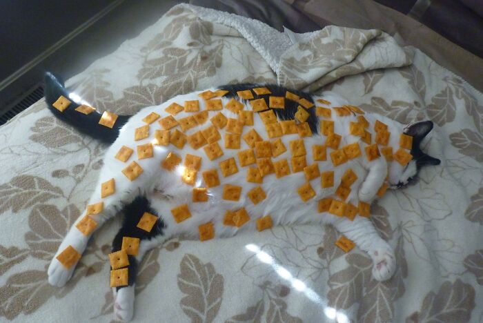 Cat sleeping with cheese crackers on its back, showcasing funny stuff with cats.