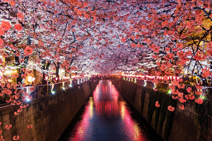 Cherry blossoms illuminated at night along a tranquil canal during a scenic vacation.