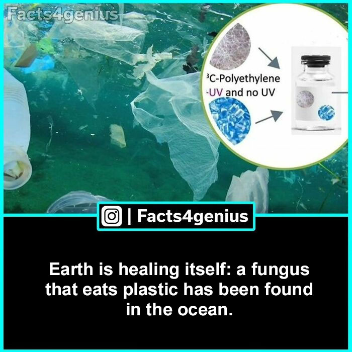 Ocean fungi consume plastic, aiding Earth's healing process; infographic by Facts4genius.