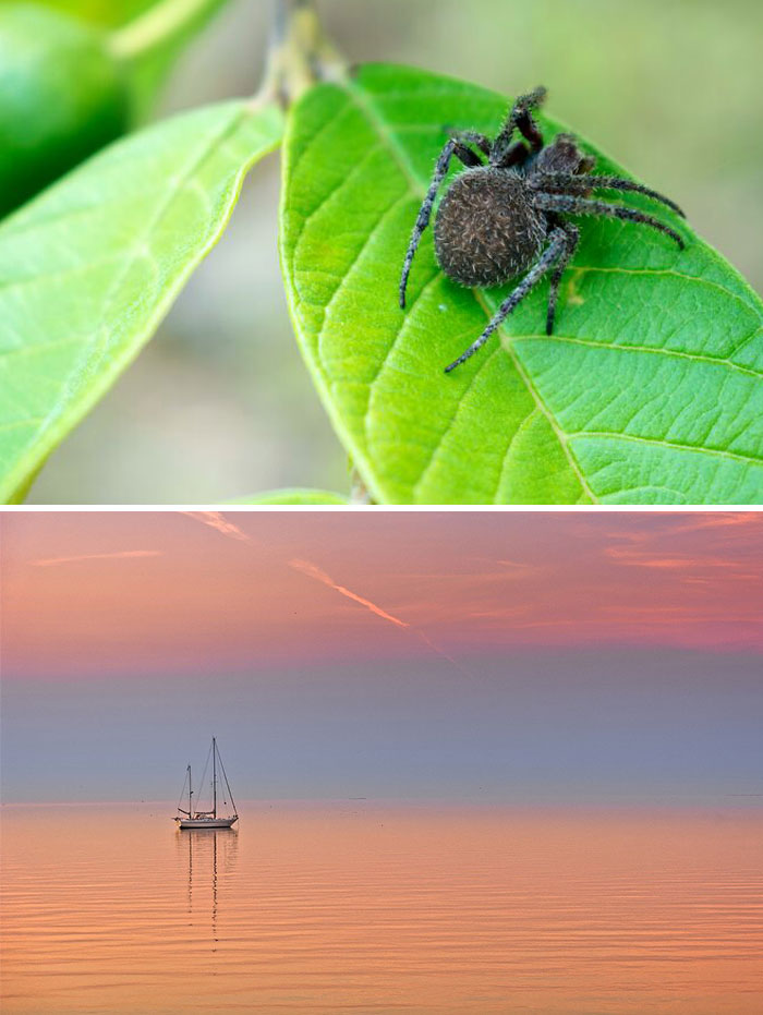 Spider on a green leaf, showcasing nature-inspired objects in a vibrant setting.