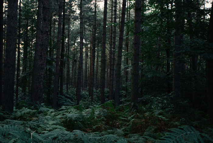 Dense forest representing a mysterious setting for true crime cold cases, with tall trees and lush greenery.