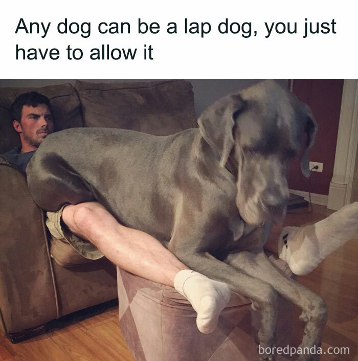 A large dog humorously sits on a person's lap on the couch, showcasing a relatable moment for dog owners.