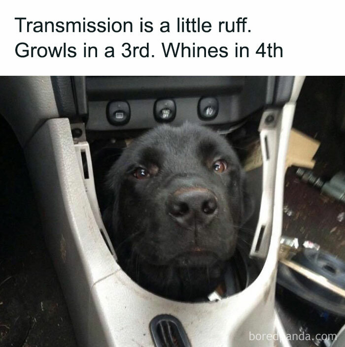 Dog in car console with "Transmission is a little ruff" text, creating a funny and relatable dog owner meme.