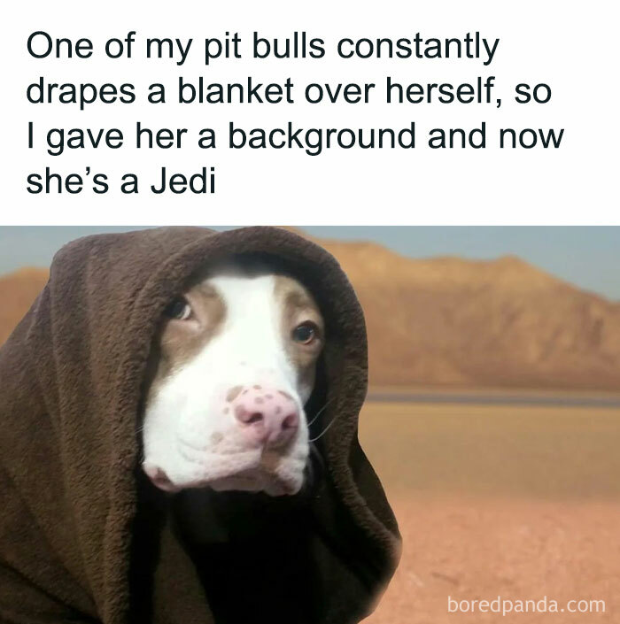 Pit bull wrapped in a blanket resembling a Jedi, humorously relatable for dog owners.