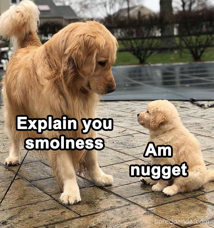 Dog meme featuring a large dog and a puppy with humorous captions about their size differences.