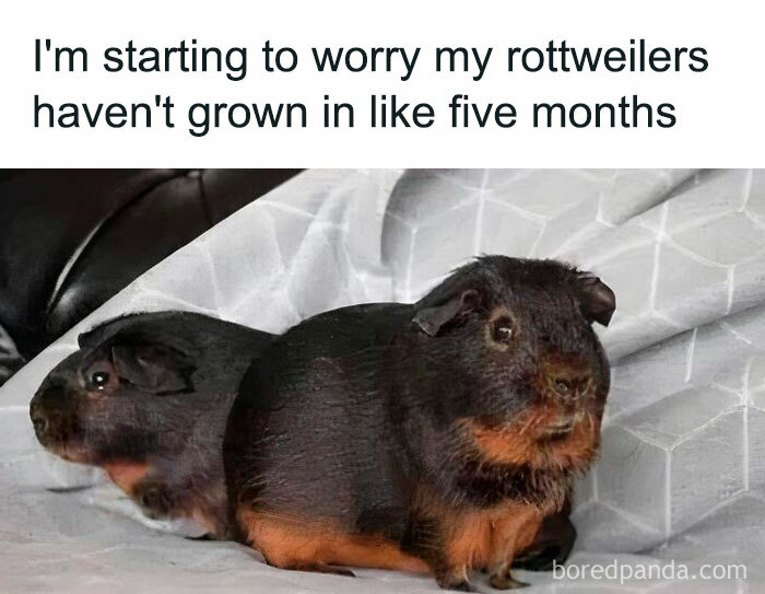 Guinea pigs humorously referred to as rottweilers, sitting on a couch, highlighting a hilarious dog owner meme.