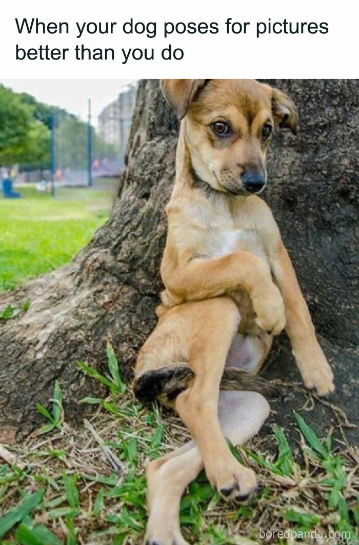 Dog sitting by a tree, striking a pose; a hilarious and relatable moment for dog owners.