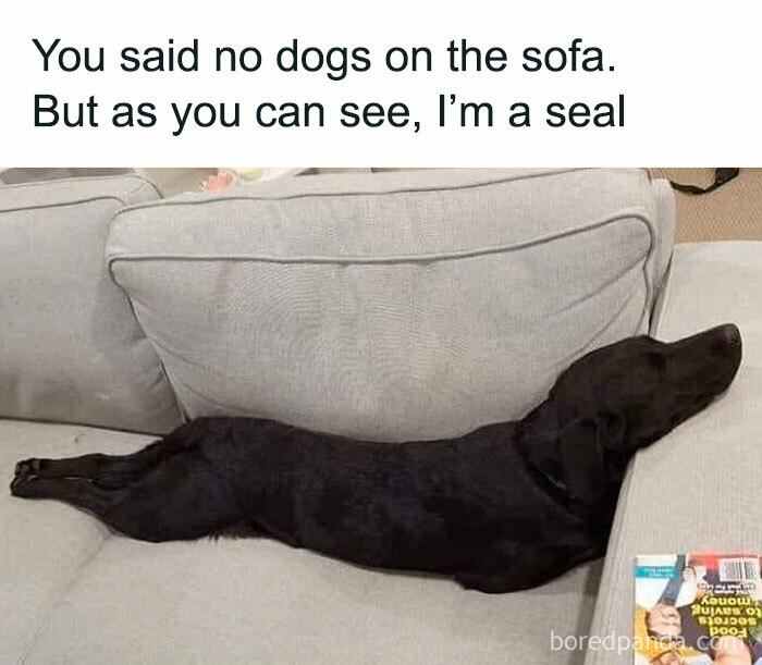 Dog humor meme: A black dog stretches on a sofa with text saying, "You said no dogs on the sofa. But as you can see, I'm a seal."