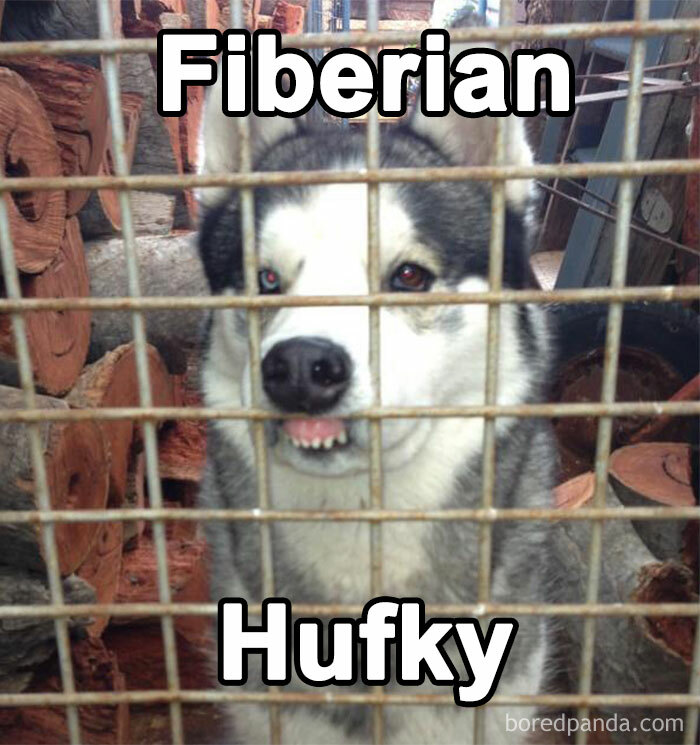 Siberian Husky behind a fence with humorous text, making dog owners smile.