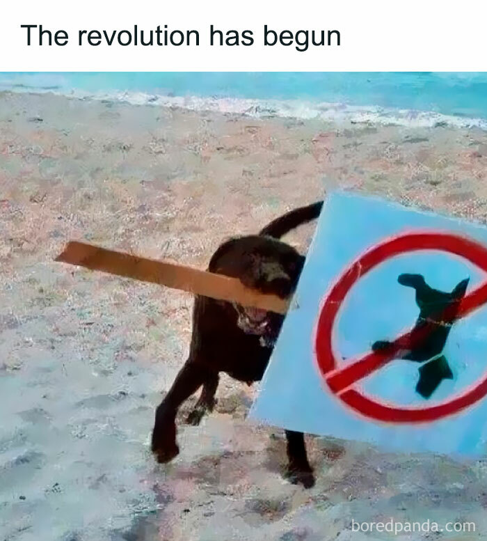 Dog holding a no dogs allowed sign on a beach, appearing defiant and playful.