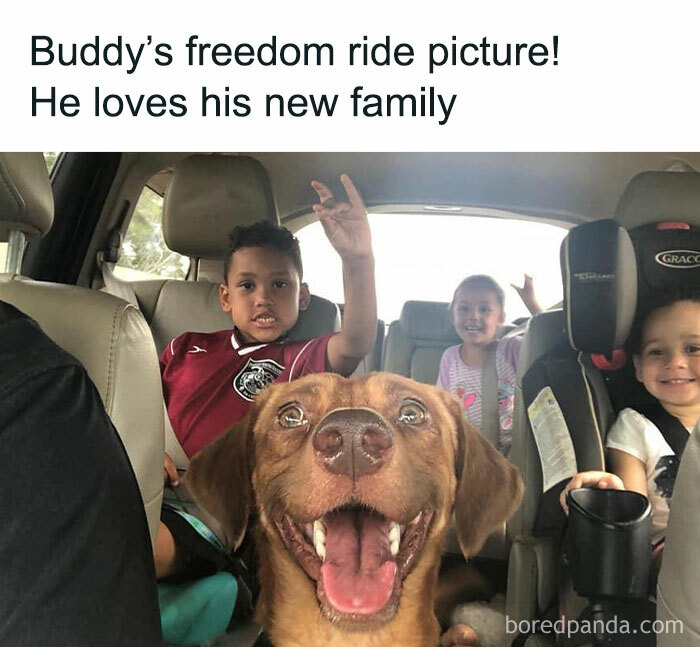 Dog happily riding in a car with kids, capturing a joyful moment relatable to dog owners.