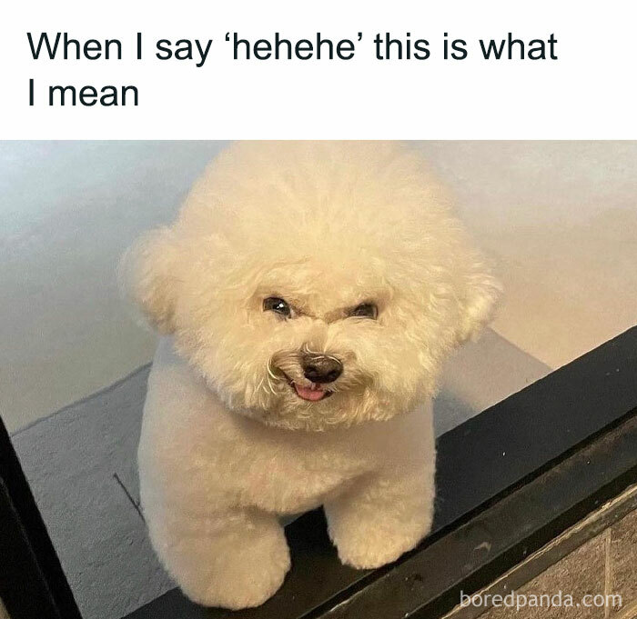 Fluffy white dog with a mischievous expression, embodying a humorous and relatable meme for dog owners.