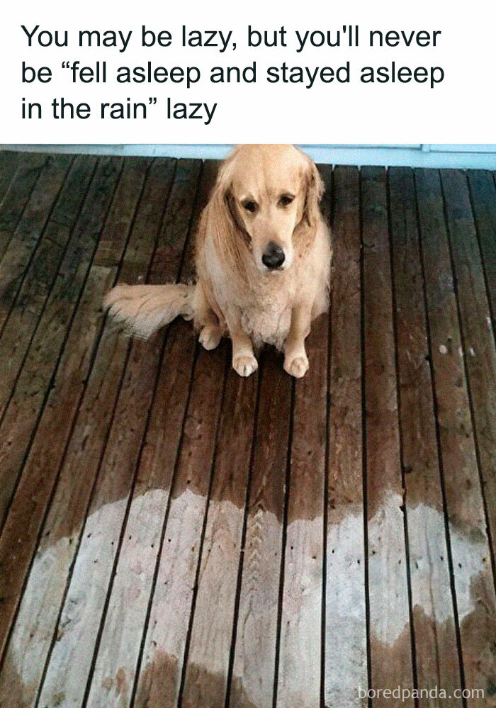 Wet dog sitting on a deck, with text humorously describing "fell asleep in the rain" lazy, relatable to dog owners.