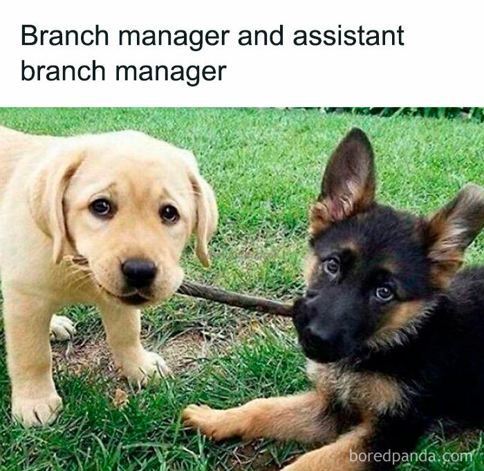 Two puppies playing on grass with a stick, humorously labeled as branch and assistant branch managers, relate to dog memes.