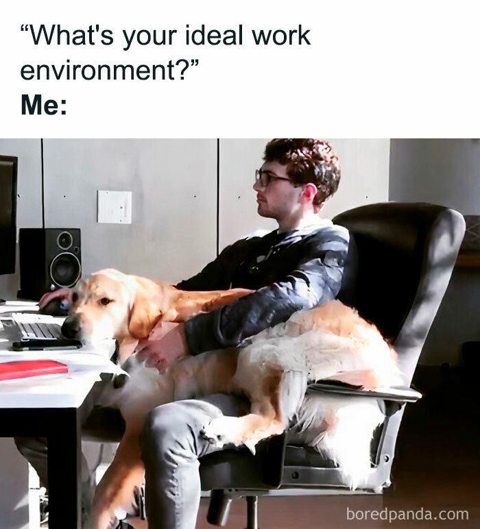 Man in office chair with dog on lap, humorously illustrating funny office work environment.