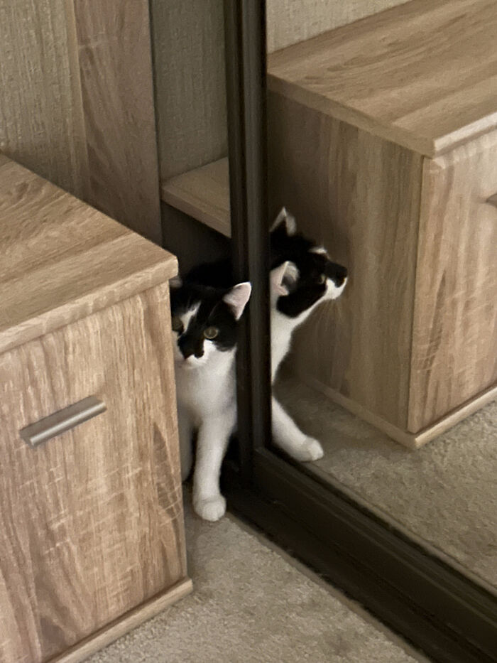 My Cat Was Hiding In The Closet Because Of The Fireworks