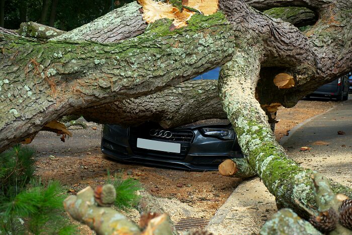 Car partially crushed by a fallen tree on a street, illustrating an unethical-life-hack scenario.