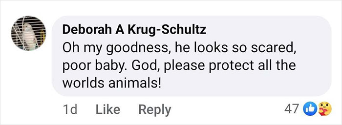 Comment expressing concern for a baby gorilla rescued at Istanbul Airport in Turkey, with a plea for animal protection.